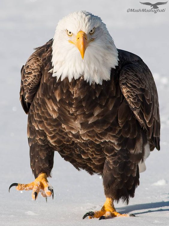 eagle Blank Meme Template