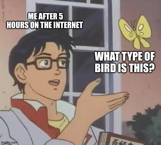 Is This A Pigeon Meme | ME AFTER 5 HOURS ON THE INTERNET; WHAT TYPE OF BIRD IS THIS? | image tagged in memes,is this a pigeon | made w/ Imgflip meme maker