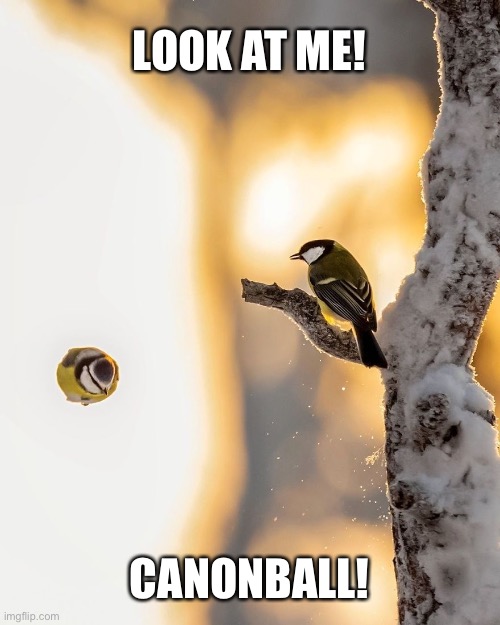 Look at me! | LOOK AT ME! CANONBALL! | image tagged in birds | made w/ Imgflip meme maker