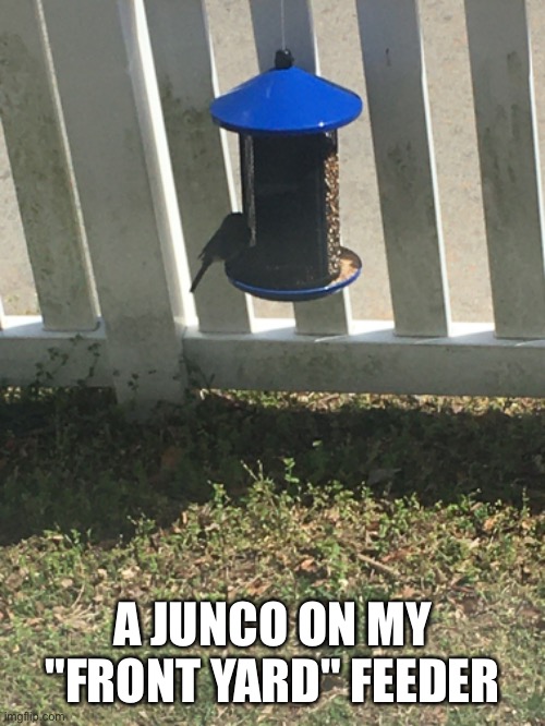 I put "front yard" in quotation marks because I have the world's smallest front yard. | A JUNCO ON MY "FRONT YARD" FEEDER | image tagged in birds | made w/ Imgflip meme maker