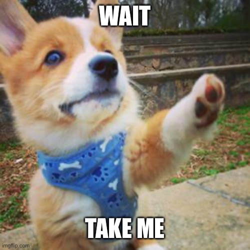 puppy corgi | WAIT TAKE ME | image tagged in puppy corgi | made w/ Imgflip meme maker