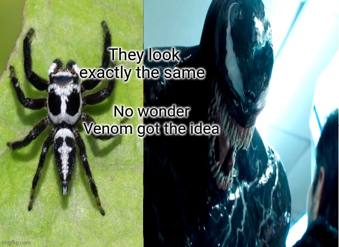 They look exactly the same; No wonder Venom got the idea | image tagged in spider | made w/ Imgflip meme maker