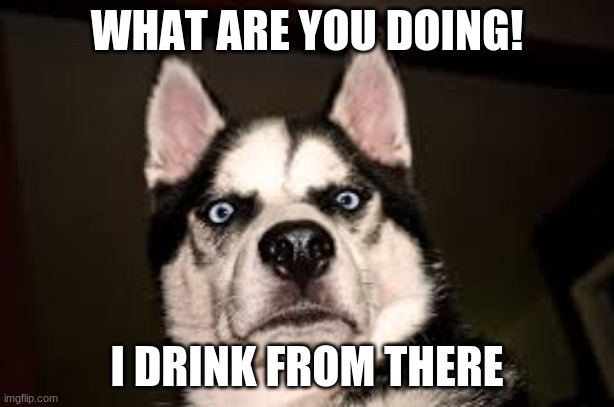 WHAT ARE YOU DOING! I DRINK FROM THERE | image tagged in dogs | made w/ Imgflip meme maker