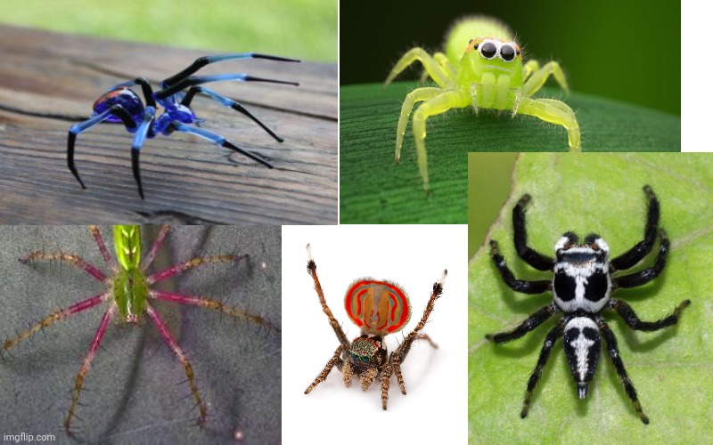 image tagged in spiders | made w/ Imgflip meme maker