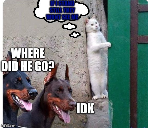the cat that's a genius |  IF I STAND STILL THEY WONT SEE ME; WHERE DID HE GO? IDK | image tagged in hidden cat | made w/ Imgflip meme maker