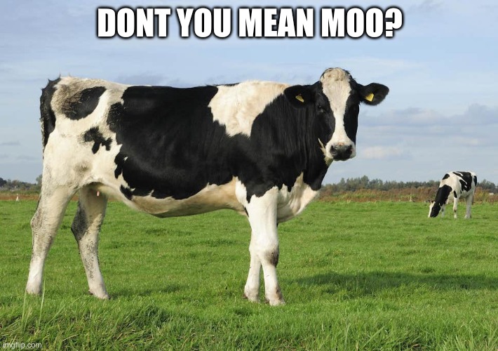 DONT YOU MEAN MOO? | made w/ Imgflip meme maker