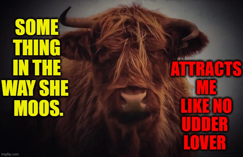 Love Sick Cow... No Bull! | ATTRACTS ME LIKE NO UDDER    LOVER; SOME THING IN THE WAY SHE     MOOS. | image tagged in vince vance,cows,moo,something,george harrison,red bull | made w/ Imgflip meme maker