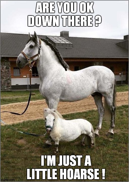 Have You Got A Sore Throat ? | ARE YOU OK DOWN THERE ? I'M JUST A LITTLE HOARSE ! | image tagged in fun,horses,cough | made w/ Imgflip meme maker