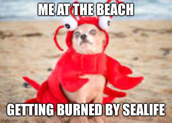ME AT THE BEACH; GETTING BURNED BY SEALIFE | image tagged in funny dog | made w/ Imgflip meme maker