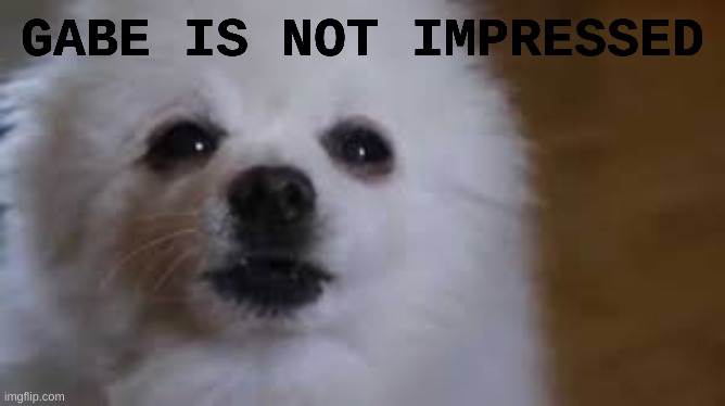 Gabe the dog | GABE IS NOT IMPRESSED | image tagged in gabe the dog | made w/ Imgflip meme maker