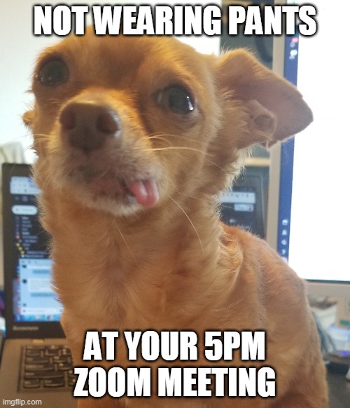 No Pants Zoom | NOT WEARING PANTS; AT YOUR 5PM ZOOM MEETING | image tagged in dogs,zoom,meeting | made w/ Imgflip meme maker