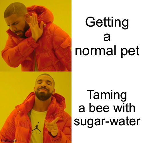 Drake Hotline Bling Meme | Getting a normal pet; Taming a bee with sugar-water | image tagged in memes,drake hotline bling | made w/ Imgflip meme maker