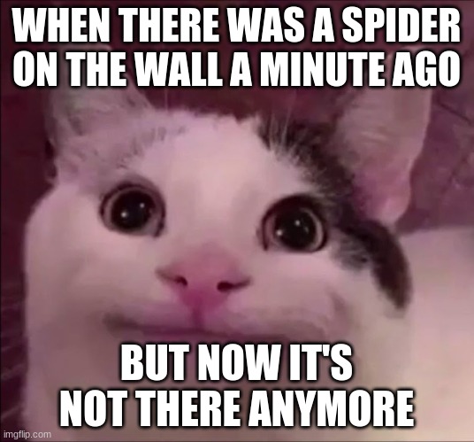 Awkward Smile Cat | WHEN THERE WAS A SPIDER ON THE WALL A MINUTE AGO; BUT NOW IT'S NOT THERE ANYMORE | image tagged in awkward smile cat | made w/ Imgflip meme maker