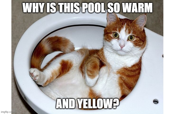 Funny Cat | WHY IS THIS POOL SO WARM; AND YELLOW? | image tagged in funny cat | made w/ Imgflip meme maker