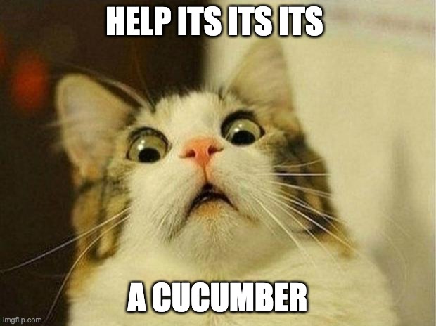 Scared Cat Meme | HELP ITS ITS ITS; A CUCUMBER | image tagged in memes,scared cat | made w/ Imgflip meme maker