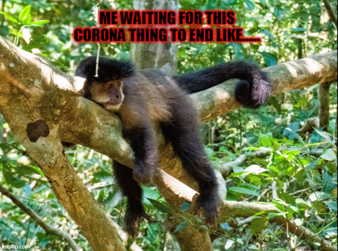ME WAITING FOR THIS CORONA THING TO END LIKE...... | image tagged in coronavirus,monkey | made w/ Imgflip meme maker