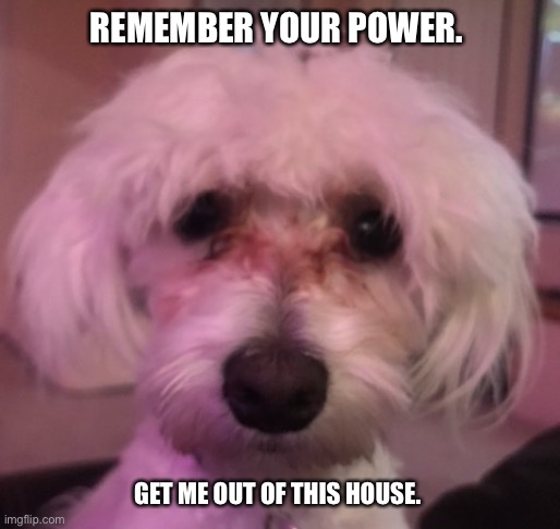 REMEMBER YOUR POWER. GET ME OUT OF THIS HOUSE. | image tagged in quarantine,covid19,coronavirus,puppywisdom | made w/ Imgflip meme maker