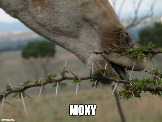 moxy | MOXY | image tagged in moxy | made w/ Imgflip meme maker