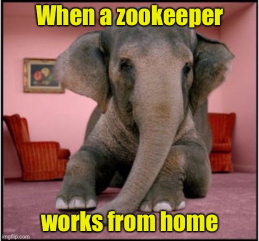 Zookeeper works from home | When a zookeeper; works from home | image tagged in work from home,covid-19,coronavirus | made w/ Imgflip meme maker