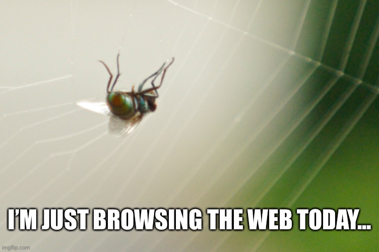 Browsing the web | I’M JUST BROWSING THE WEB TODAY... | image tagged in fly,web | made w/ Imgflip meme maker
