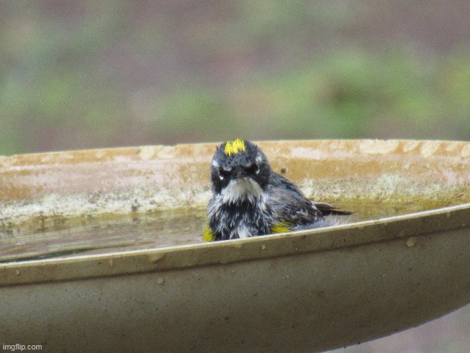 looks so angry | image tagged in mothers garden of love | made w/ Imgflip meme maker