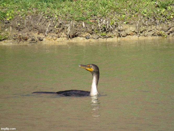 Charleston SC | image tagged in more birds | made w/ Imgflip meme maker