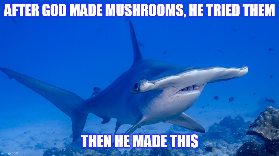 Mushrooms | AFTER GOD MADE MUSHROOMS, HE TRIED THEM; THEN HE MADE THIS | image tagged in funny | made w/ Imgflip meme maker