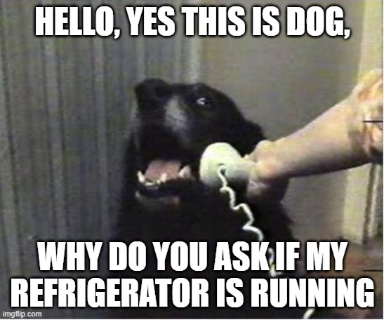 Yes this is dog | HELLO, YES THIS IS DOG, WHY DO YOU ASK IF MY REFRIGERATOR IS RUNNING | image tagged in yes this is dog | made w/ Imgflip meme maker