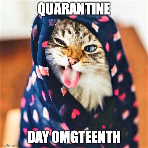 QUARANTINE; DAY OMGTEENTH | image tagged in cornteen,quarantine,blehcat | made w/ Imgflip meme maker