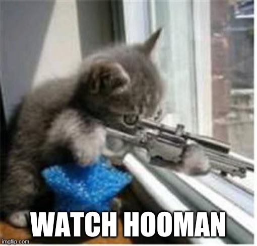 cats with guns | WATCH HOOMAN | image tagged in cats with guns | made w/ Imgflip meme maker