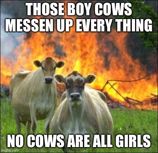 Evil Cows Meme | THOSE BOY COWS MESSEN UP EVERY THING; NO COWS ARE ALL GIRLS | image tagged in memes,evil cows | made w/ Imgflip meme maker