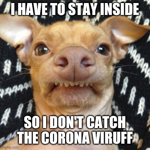 Tuna | I HAVE TO STAY INSIDE; SO I DON'T CATCH THE CORONA VIRUFF | image tagged in tuna | made w/ Imgflip meme maker