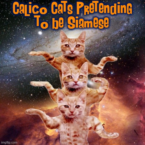 We are Siamese, if You Please... | Calico Cats Pretending     to be Siamese | image tagged in vince vance,cats,new memes,siamese cat,dancing,arms | made w/ Imgflip meme maker