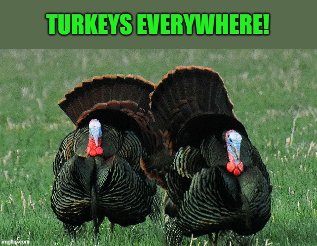 TURKEYS EVERYWHERE! | made w/ Imgflip meme maker