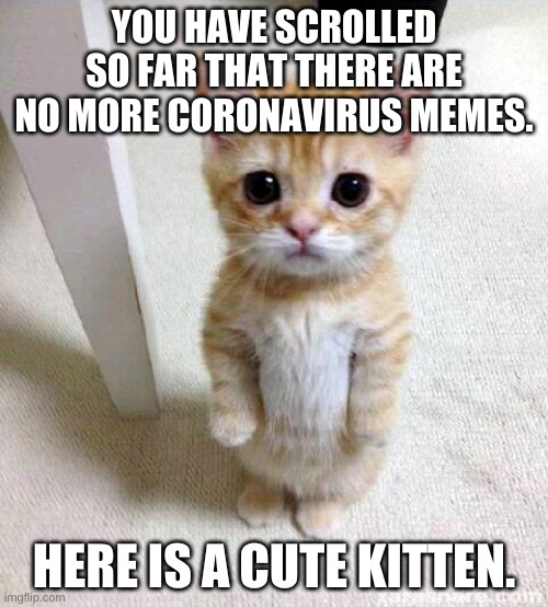 Cute Cat Meme | YOU HAVE SCROLLED SO FAR THAT THERE ARE NO MORE CORONAVIRUS MEMES. HERE IS A CUTE KITTEN. | image tagged in memes,cute cat | made w/ Imgflip meme maker