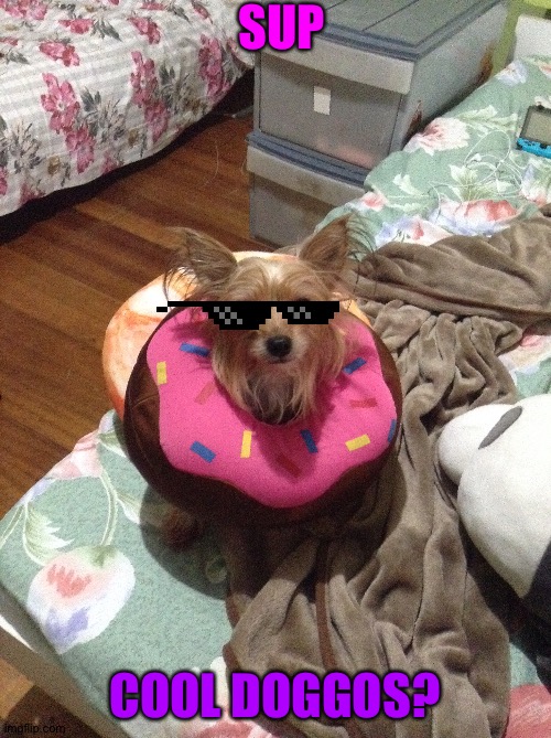 Cool doggo | SUP; COOL DOGGOS? | image tagged in memes | made w/ Imgflip meme maker