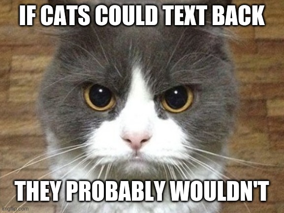you all know this is true | IF CATS COULD TEXT BACK; THEY PROBABLY WOULDN'T | image tagged in cats,don't care,mad cat,scary,funny because it's true | made w/ Imgflip meme maker