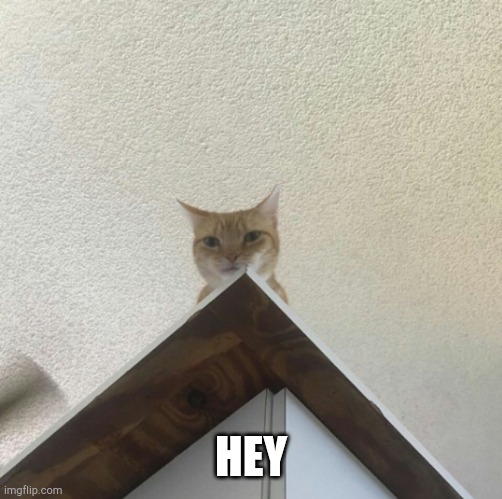 swgcat | HEY | image tagged in swgcat | made w/ Imgflip meme maker