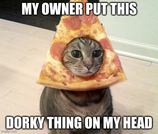 pizza cat | MY OWNER PUT THIS; DORKY THING ON MY HEAD | image tagged in pizza cat | made w/ Imgflip meme maker