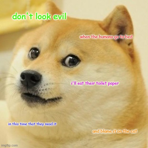 Doge Meme | don't look evil; when the humans go to bed; i'll eat their toilet paper; in this time that they nead it; and blame it on the cat | image tagged in memes,doge | made w/ Imgflip meme maker