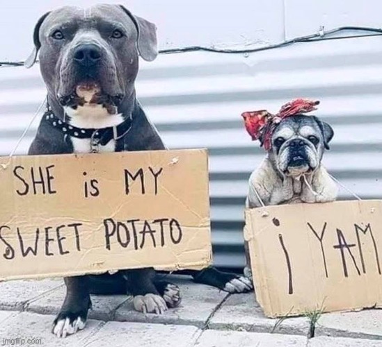 Love in the Animal Kingdumb | image tagged in vince vance,dog memes,new memes,funny dog memes,dogs,potatoes | made w/ Imgflip meme maker