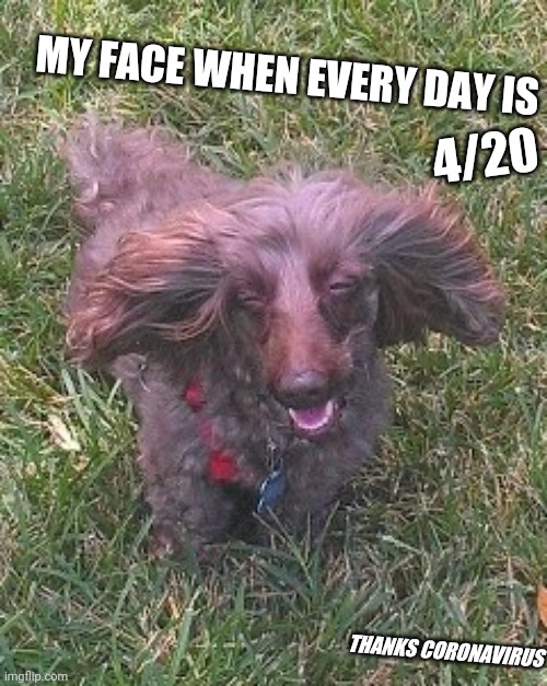 My Face When | 4/20; MY FACE WHEN EVERY DAY IS; THANKS CORONAVIRUS | image tagged in my face when | made w/ Imgflip meme maker