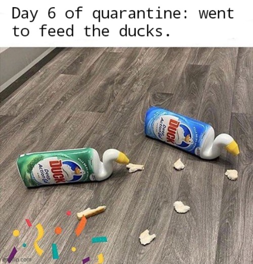 The ducks are gonna starve, y'all! | image tagged in memes,fun,funny,coronavirus,quarantine,latest | made w/ Imgflip meme maker