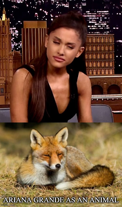 ARIANA GRANDE AS AN ANIMAL | image tagged in ariana grande | made w/ Imgflip meme maker
