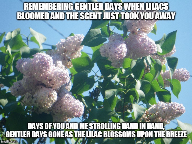 Gentler Days | REMEMBERING GENTLER DAYS WHEN LILACS BLOOMED AND THE SCENT JUST TOOK YOU AWAY; DAYS OF YOU AND ME STROLLING HAND IN HAND, GENTLER DAYS GONE AS THE LILAC BLOSSOMS UPON THE BREEZE | image tagged in lilacs,lilacs bloom,lilac blossoms,gentler days | made w/ Imgflip meme maker