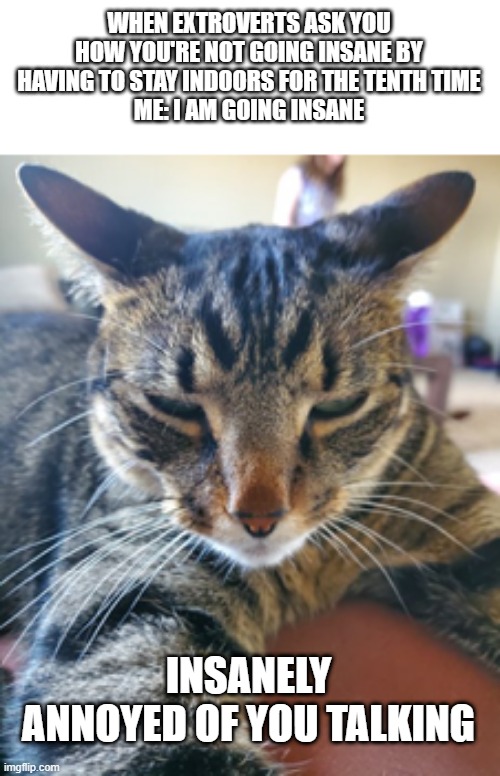 annoyed cat | WHEN EXTROVERTS ASK YOU HOW YOU'RE NOT GOING INSANE BY HAVING TO STAY INDOORS FOR THE TENTH TIME
ME: I AM GOING INSANE; INSANELY ANNOYED OF YOU TALKING | image tagged in cat,annoyed,sleepy | made w/ Imgflip meme maker