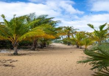 High Quality Palm Trees & Sand Blank Meme Template