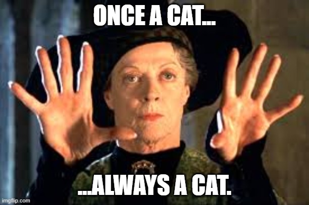 Harry Potter | ONCE A CAT... ...ALWAYS A CAT. | image tagged in harry potter | made w/ Imgflip meme maker