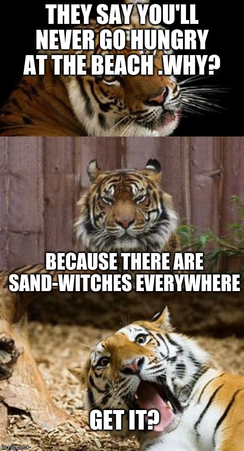 Bad Pun Tiger | THEY SAY YOU'LL NEVER GO HUNGRY AT THE BEACH .WHY? BECAUSE THERE ARE SAND-WITCHES EVERYWHERE; GET IT? | image tagged in bad pun tiger | made w/ Imgflip meme maker