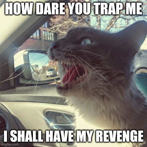 panicking cat | HOW DARE YOU TRAP ME; I SHALL HAVE MY REVENGE | image tagged in panicking cat | made w/ Imgflip meme maker
